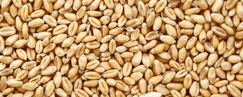小麦种子含有什么，含有哪些无机盐和化合物