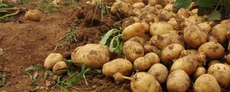 地膜种土豆怎么种，土豆怎么种植才能高产
