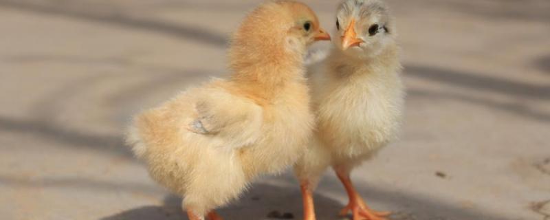 养鸡一般几月份买鸡苗，鸡苗买回来如何饲喂