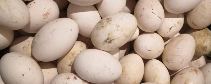 鹅蛋多久能孵化成小鹅，水床孵化鹅蛋温度多少合适
