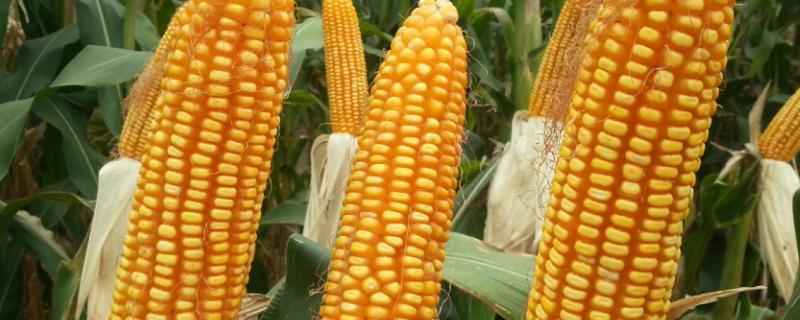 玉米的种植时间和收割时间，玉米老三样化肥配比方法