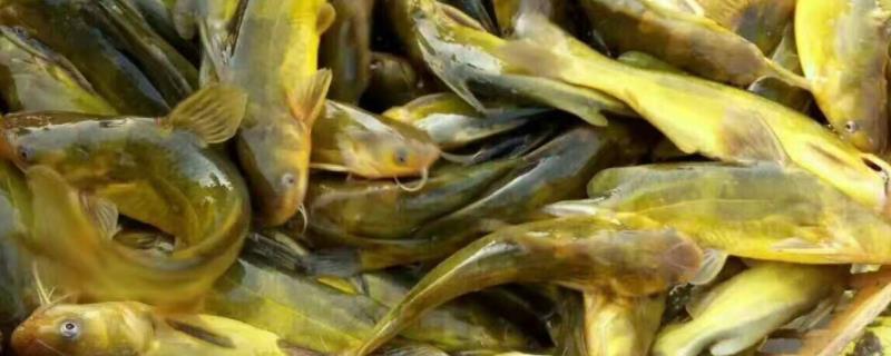 黄颡鱼一年可以养几批，附养殖技术