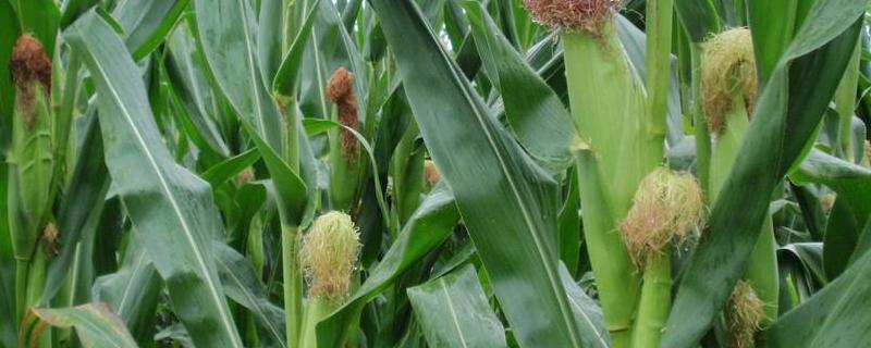 玉米生长周期，玉米育苗方法和时间