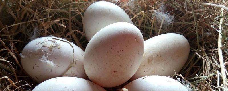 鹅蛋怎样分辨有精无精，五龙鹅和百子鹅哪个产蛋量高