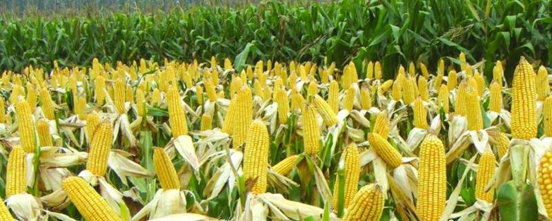 1000公斤产量玉米需氮磷钾量，玉米某产量一般是多少斤