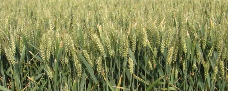 冬小麦除草剂什么温度打合适，除草剂打完两天下雨有影响吗