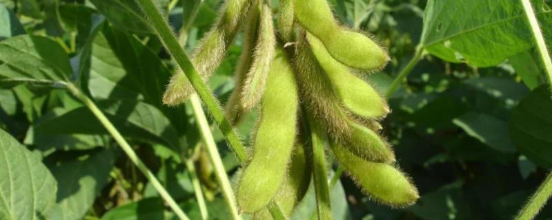 黄豆种植时间和生长期，黄豆做肥料注意的事项