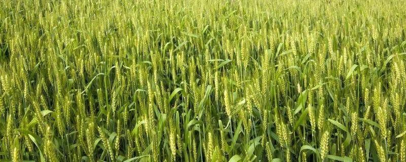 春季小麦施什么肥合适，刚打过除草剂能不能施肥