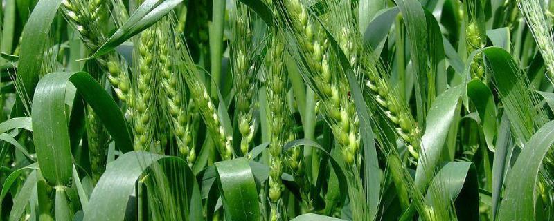 小麦是先打除草剂还是先施肥，除草剂可以加二氢钾吗