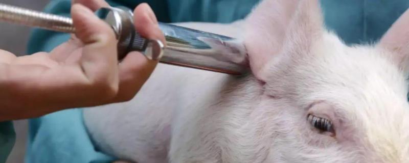 猪疫苗毒是什么，小猪防疫程序表