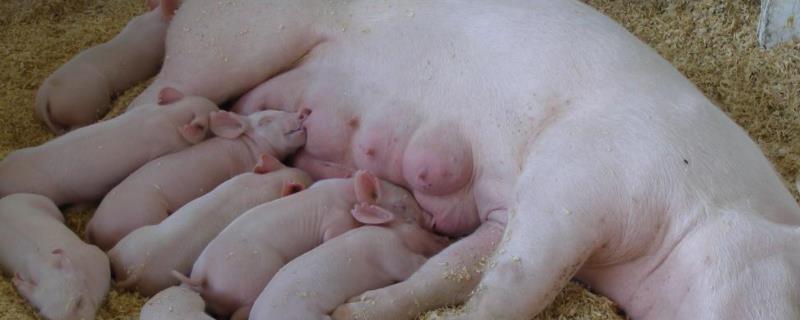 前列烯醇啥时候打母猪，母猪不让仔猪吃奶的原因及处理方法