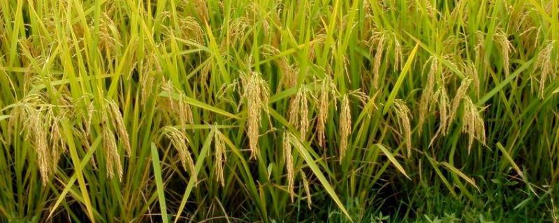水稻种子品种，第一株籼型杂交水稻培育成功的时间