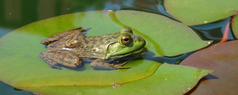 青蛙的生殖过程，青蛙卵和蟾蜍卵的区别