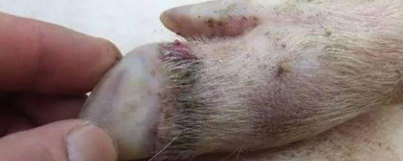 猪口蹄疫的治疗方法，吃奶仔猪得了口蹄疫能活吗