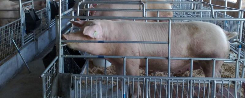 母猪临产前几天怎么喂养，怎么养母猪才能高产