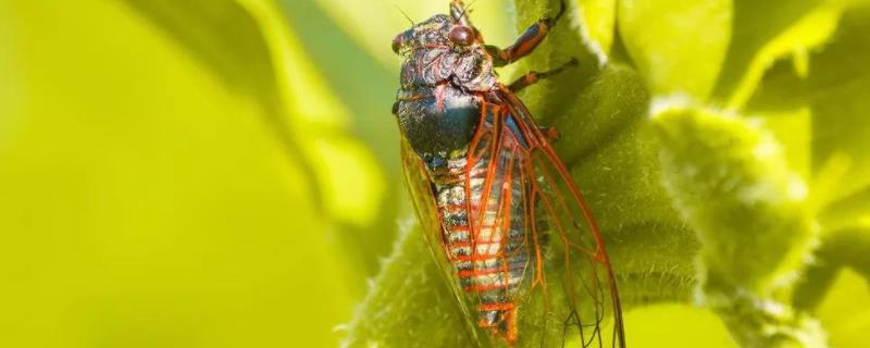 怎样人工养蝉，养金蝉的技术与方法