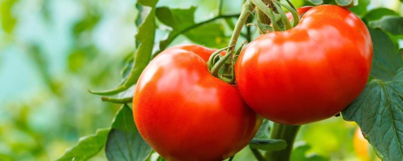 番茄生长过程步骤图和文字，生长适宜温度是多少