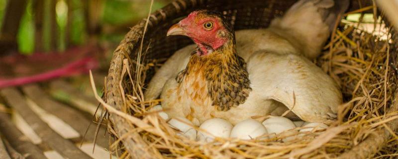 母鸡为什么会下蛋呢，生软壳蛋怎么解决