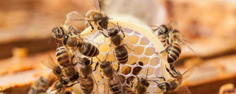 蜜蜂合群的最佳方法，新收的蜜蜂几天可以拆防逃片