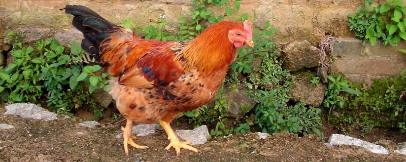 如何判断鸡是瘟鸡，染色鸡能活多久