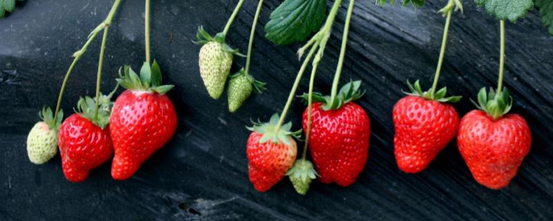 种植草莓的大棚费用大概多少，需要什么肥料