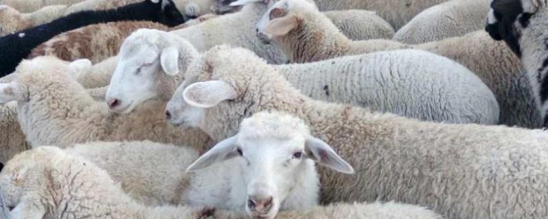 处理羊胀气的几个绝招，治疗山羊翻胃吐草的最佳方法