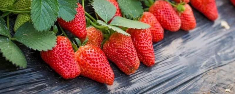 草莓亩产量一般能达到多少，一亩露天草莓利润多少