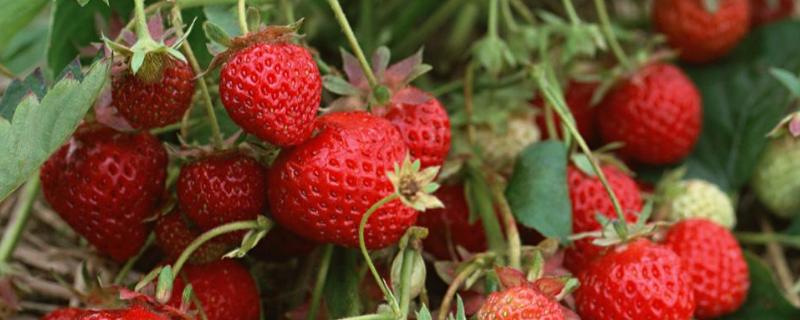 草莓销售最有效的方法，露地草莓栽培管理技术