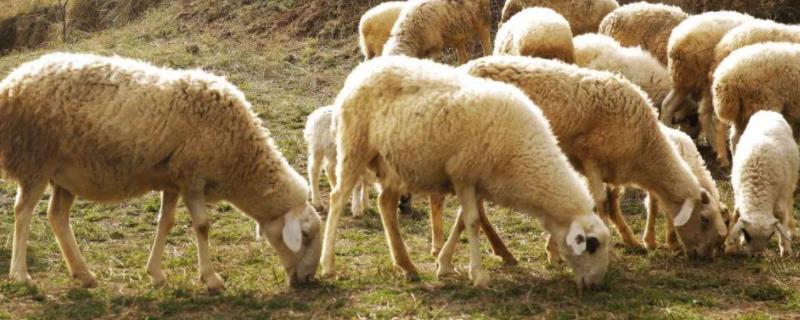 羊免疫程序表，春季羊打什么疫苗