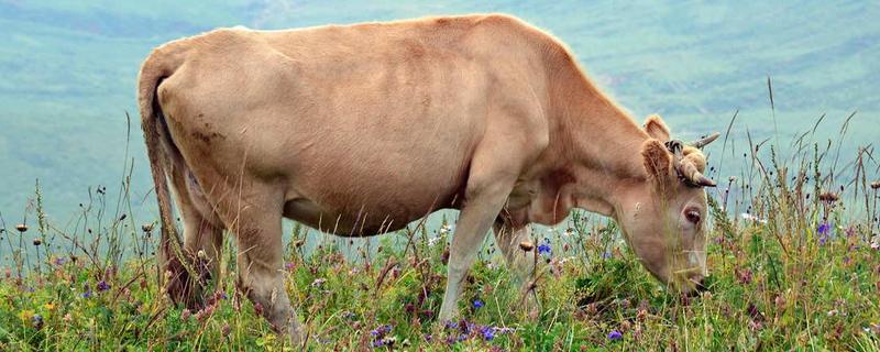 牛最大的特点是什么，牛的生活环境