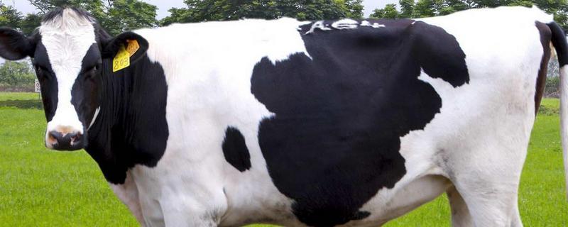 简述奶牛的体型外貌特征，奶牛的生长发育过程