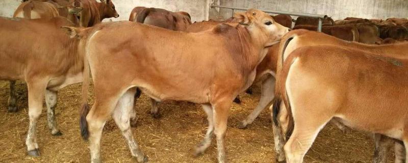 黄牛一般养多久，黄牛养殖国家补偿标准