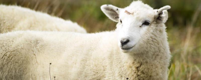 羊生长到几岁就不长了，羊的耐寒温度是多少