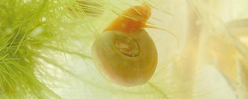 苹果螺多久繁殖一次，苹果螺的卵多久能孵化