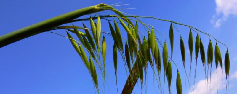春天能打野麦子除草剂吗，野麦子药几天见效