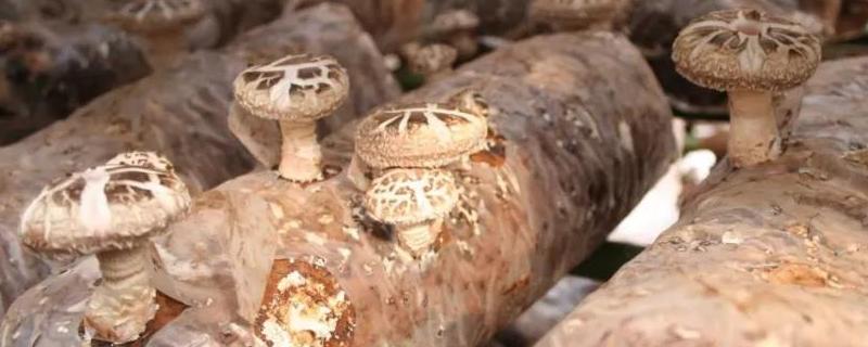 香菇放大气后怎样管护才能不出顶袋菇，怎么让香菇大量出菇