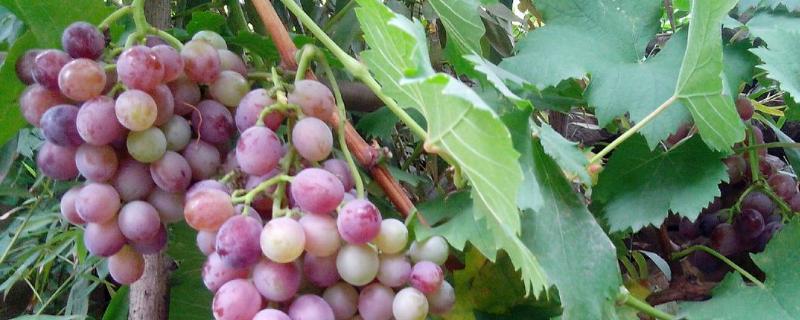 葡萄的栽培技术葡萄种植的方法，萌芽期管理技术