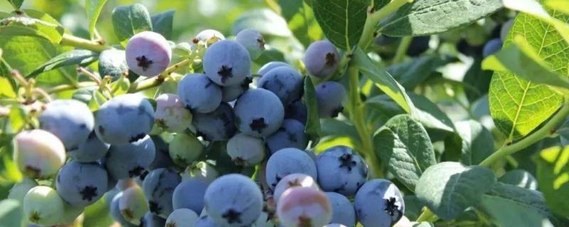 蓝莓种植条件和区域，附种植技术