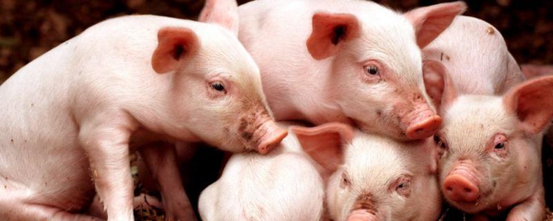 猪传染性胃肠炎特效药，治小猪拉稀的特效药