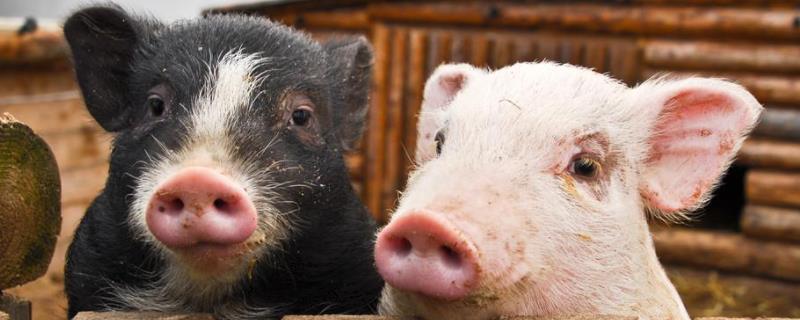 猪副猪嗜血杆菌感染的症状及治疗，是什么原因导致的