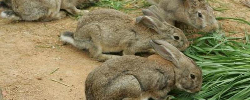 哪有种兔养殖基地，兔粪最简单的发酵方法