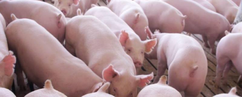 猪的品种有哪些及图片和名字，2021年养猪还能挣钱吗