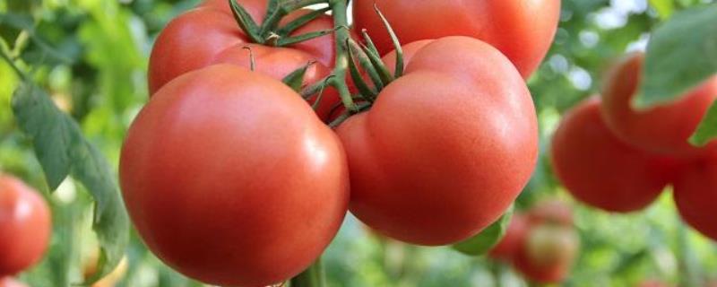 西红柿种植技术，怎样育苗