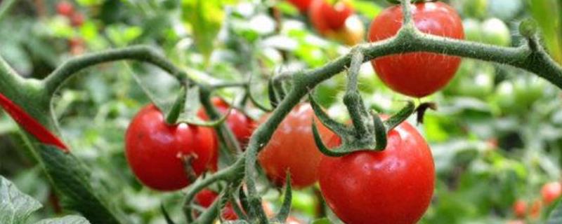种西红柿的详细方法和全部技术，西红柿育苗几天出苗