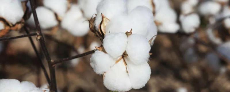美国棉花种植时间，美国棉花种植区分布特点及原因