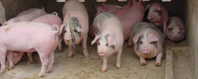 猪吃木炭有危害吗，猪用林可霉素加头孢治疗什么