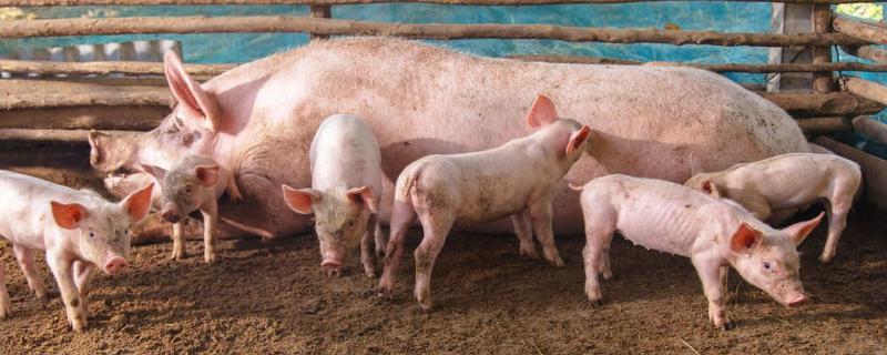 猪脑炎会不会传染给猪，猪得了水肿病怎么急救