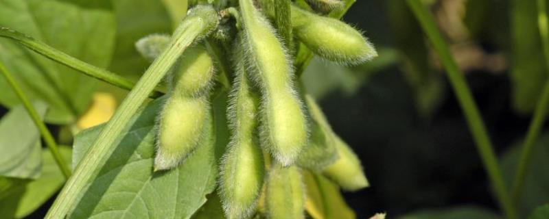 大豆种植技术与管理，大豆生长周期