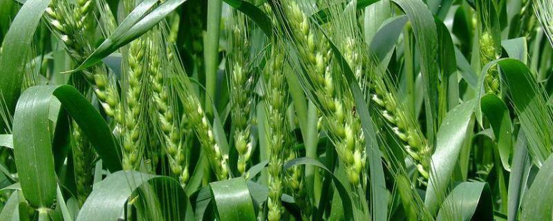 小麦的生长环境，小麦返青的温度条件