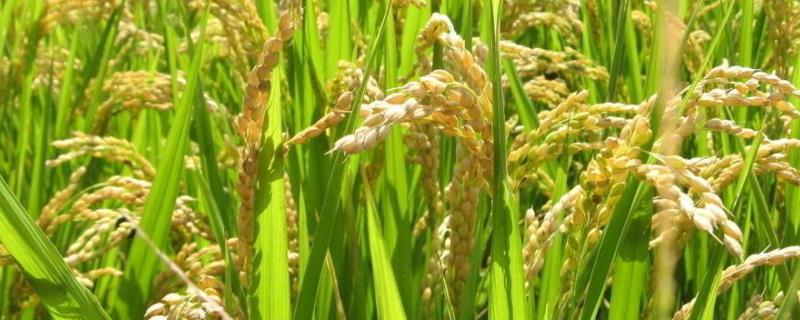 水稻低于多少度不开花，水稻抽穗结实期是什么阶段